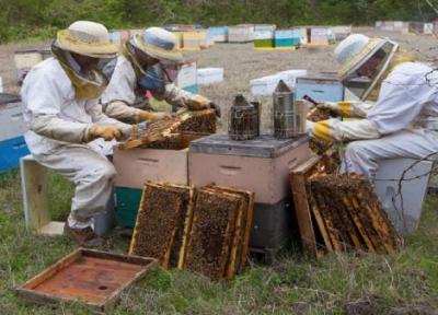 تنوع گیاهی از دلایل خوش طعم بودن عسل سرایان